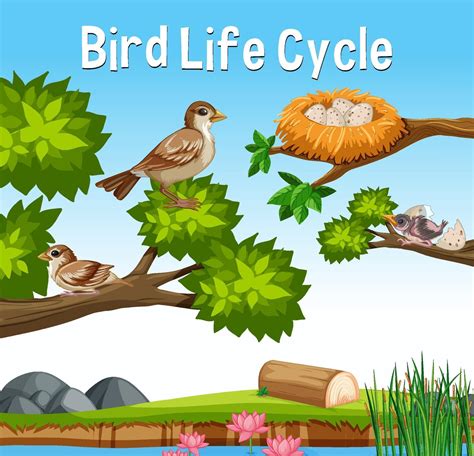 Scene With Bird Life Cycle 2046608 Vector Art At Vecteezy