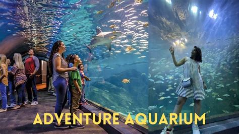 Adventure Aquariumcamden Nj Usasharks Tunnelunderwater Zoo Malayali