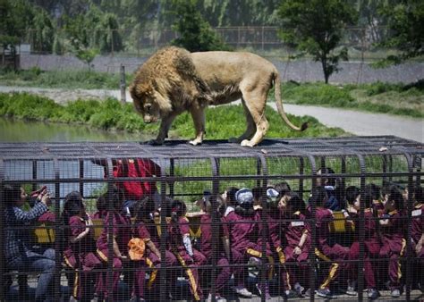 Visita al parque safari ubicado en la ciudad de rancagua, vi región donde se realizo el recorrido a los distintos safaris que ofrece el lugar como lo son el de grandes felinos, herbívoro y jurásico. Faça um tour no Parque Safari | Chilenjoy
