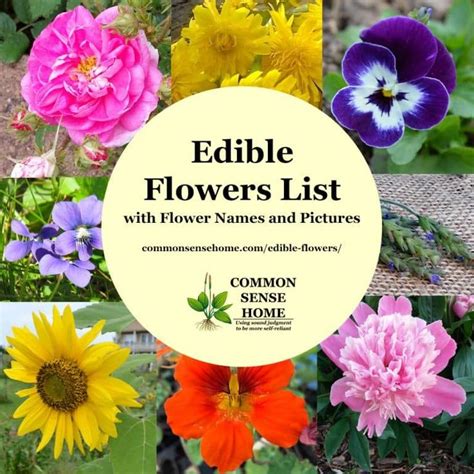 Which edible flowers are the tastiest? Edible Flowers List with Edible Flower Names and Pictures ...