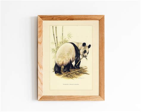Giant Panda Vintage Lithograph Digital Download Etsy