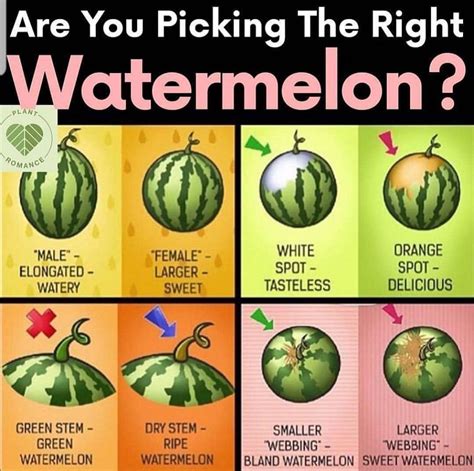 Watermelon ripeness | Sweet watermelon, Watermelon, Watermelon plant