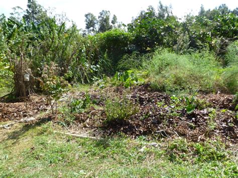 How to deal with environmental nuisances caused by neighbours. Maui Jungalow: 10 Tips for Producing More Vegetables In ...