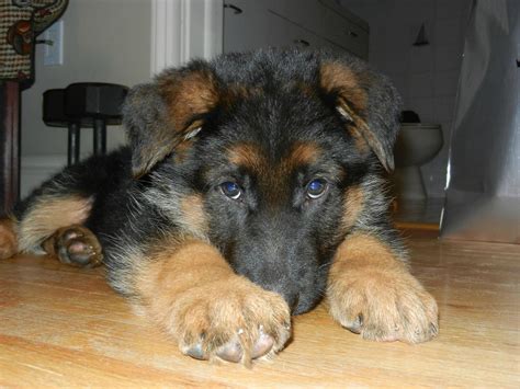 Can You See My Very Very Blue Eyes Gsd Puppies Cute Puppies Cute