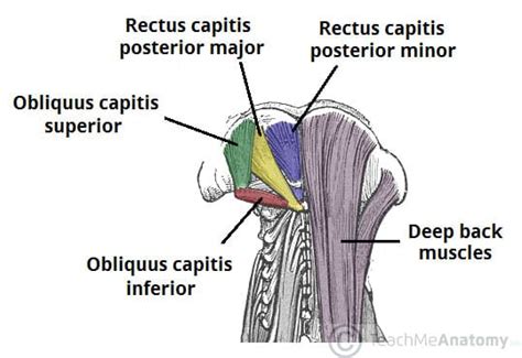 Suboccipital Muscles Attachments Actions Innervation Teachmeanatomy