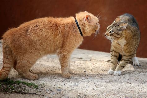 Unwanted Cat Behavior Cat Care Cats Guide Omlet Us