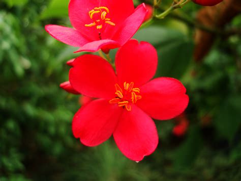 Asisbiz Flowers Philippines 051