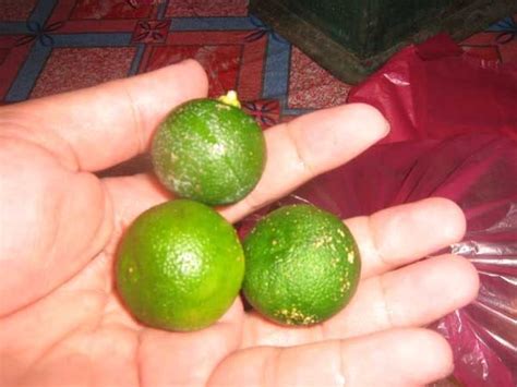 Kami memiliki kebun limau kasturi dan limau nipis. AR AgroTech Enterprise: Limau nipis vs Limau Kasturi ...