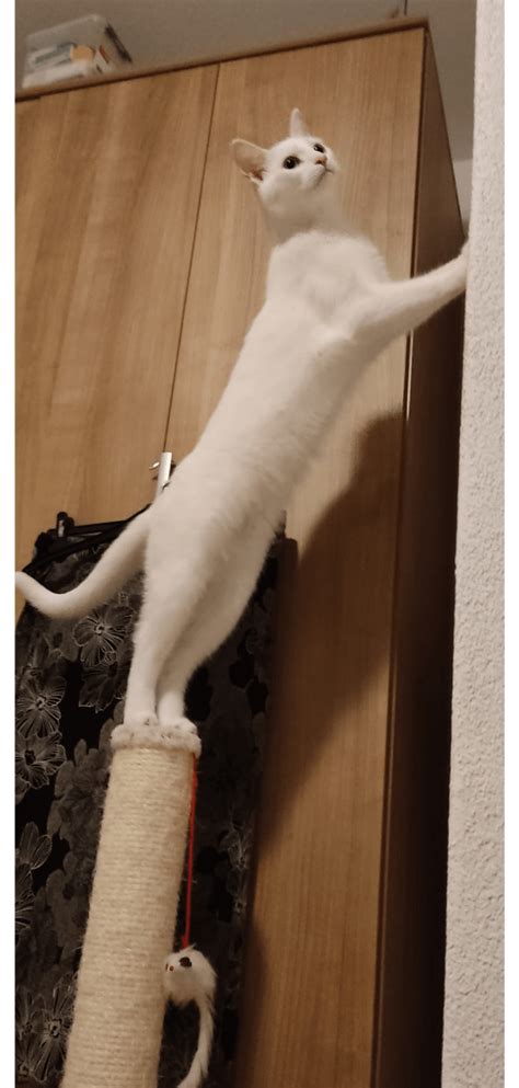 Psbattle Cat Climbing On Wall Rphotoshopbattles
