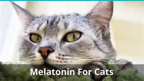 Is melatonin harmful to cats? Melatonin For Cats: Can You Give It, And How Much?