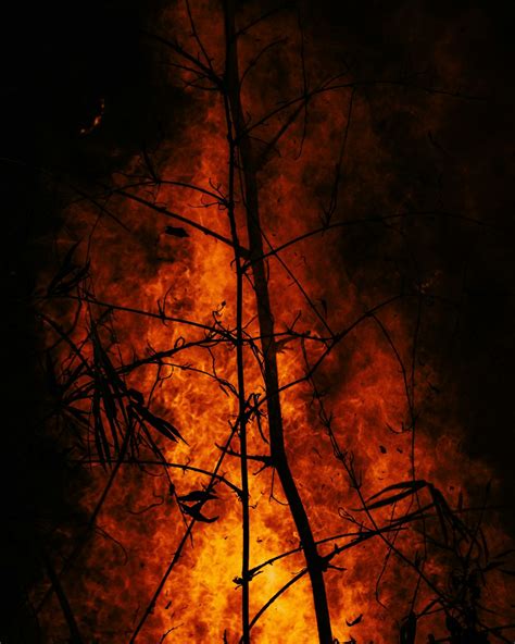 Forest Burning Pictures Download Free Images On Unsplash