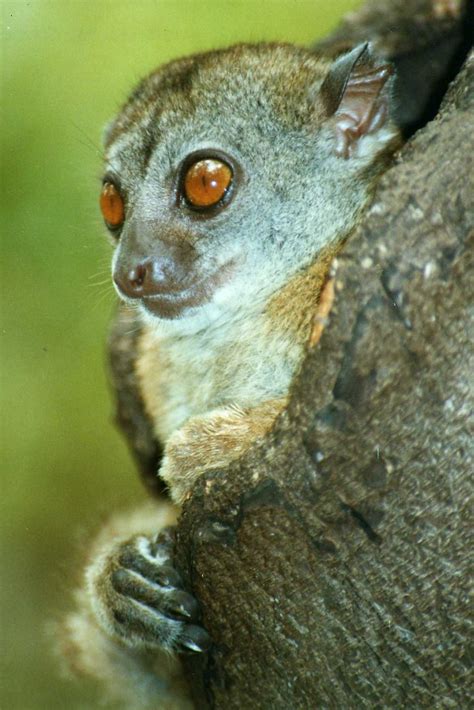 Ankarana Sportive Lemur Lepilemur Ankaranensis Ankarana Na Flickr