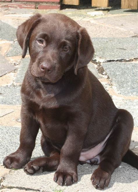 Current thinking on when to take a dog off puppy food has a lot to do with the size of the breed. 2 Month Old Labrador Retriever Weight Loss - delightposts