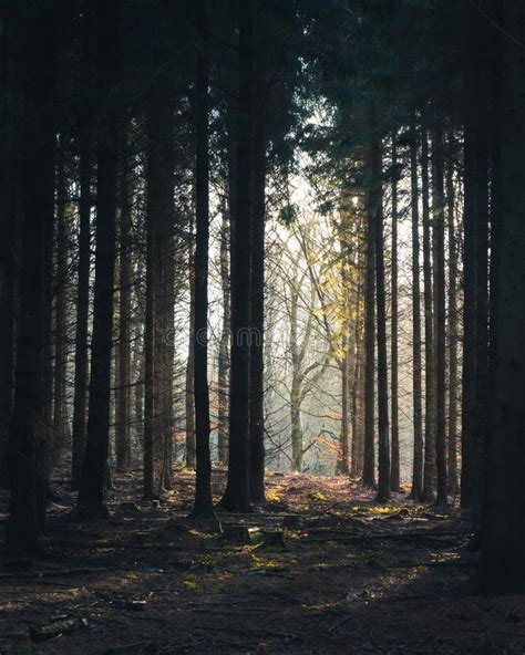 Dark Pine Forest With Sunlight And Mist Coming Through Stock Photo