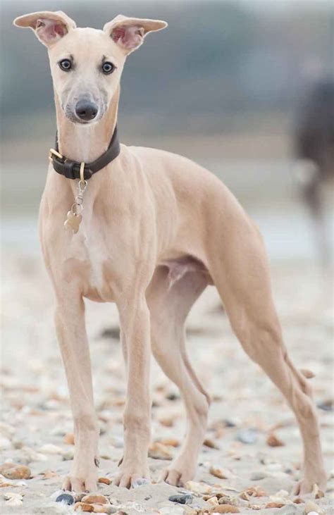 Whippet Dog Breed Information And Images K9 Research Lab All Dogs