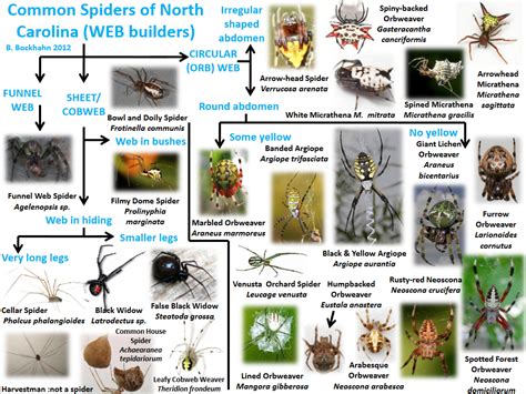 Spider Identification Diagram Critter Control Of The Triad
