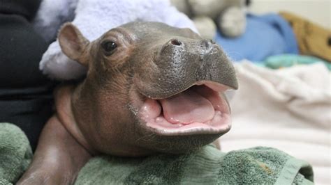 Watch Baby Hippo Born Prematurely Takes Her First Steps The Two