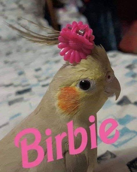 21 Birb Memes For The Bird Lovers Out There Funny Animal Memes Funny