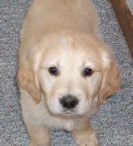 Maybe you would like to learn more about one of these? Champion English Cream/American Golden Retriever Puppies ...