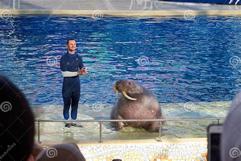 Belek Turkey December 17 2019 Big Walrus And Trainer At The