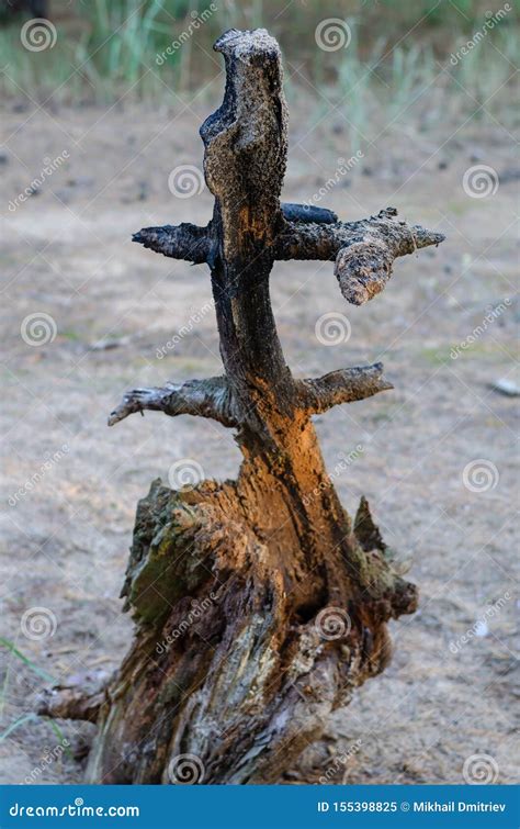 A Completely Rotten Tree Only The Core And Partially The Branches