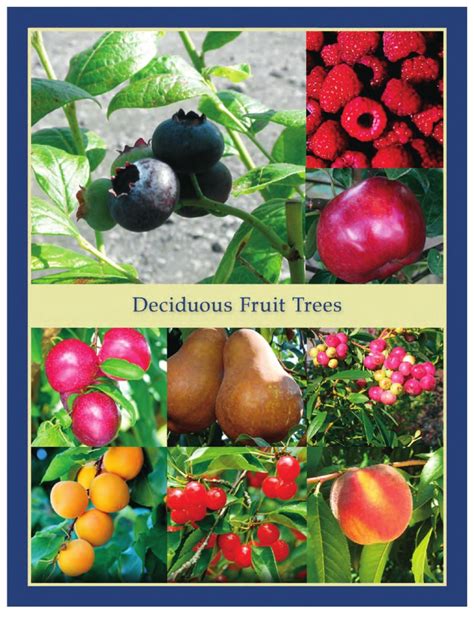 Deciduous Fruit Trees Leo Gentry Nursery Apple Plum