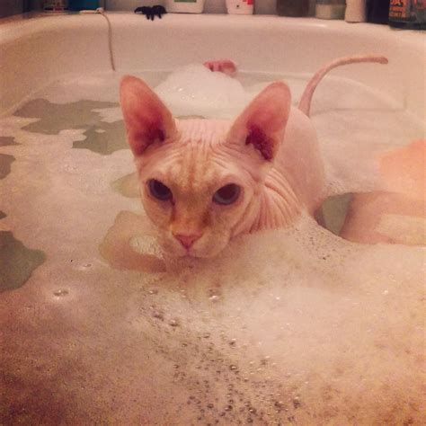 Sphynx Cat Taking A Bath Aww