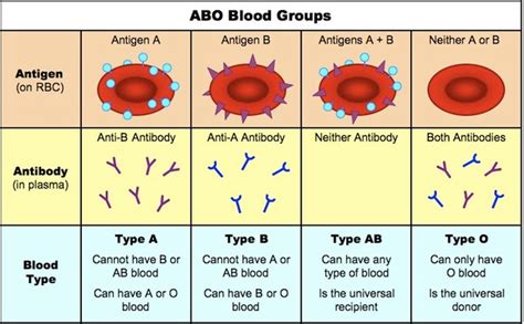 The abo blood group system was discovered in 1901 and since it is of major importance in medicine, samples have been diligently discount blood test, blood typing, mercury blood tests, positive blood type, iron rich foods, negative blood type, mercury blood test, blood test result. Knowledge Class: Blood Group - The ABO System
