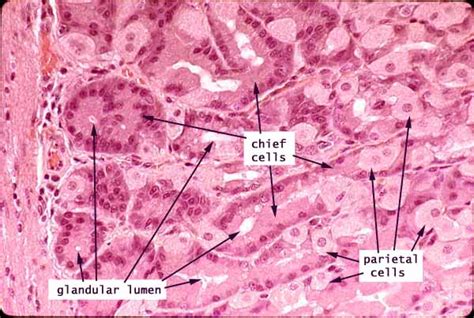 Gastric Glands Histology