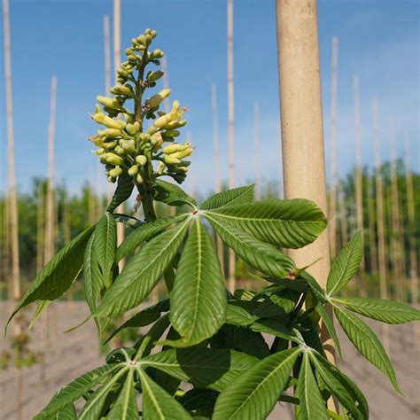 Autumn splendor horse page with past performances, results, pedigree, photos and videos. UDENHOUT TREES | Aesculus 'Autumn Splendor'