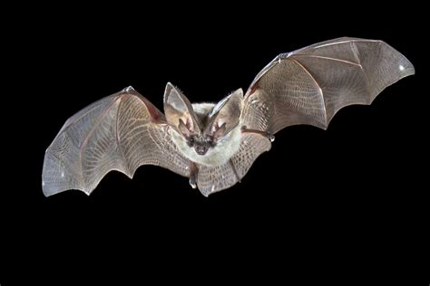 Pest control can take many forms, and for us, it's always about helping to protect your home and business. Bat Removal Winter Haven | Trapping | Control | Exterminator