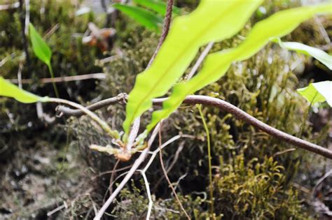 Oleandra Undulata Efloraofindia