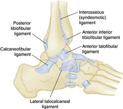 Ankle Joint Anatomy Movement And Muscle Involvement How To Relief