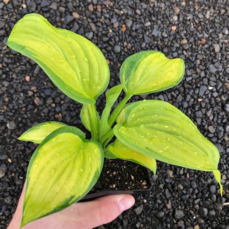 Hosta Stained Glass Plantain Lily 35 Pot Little