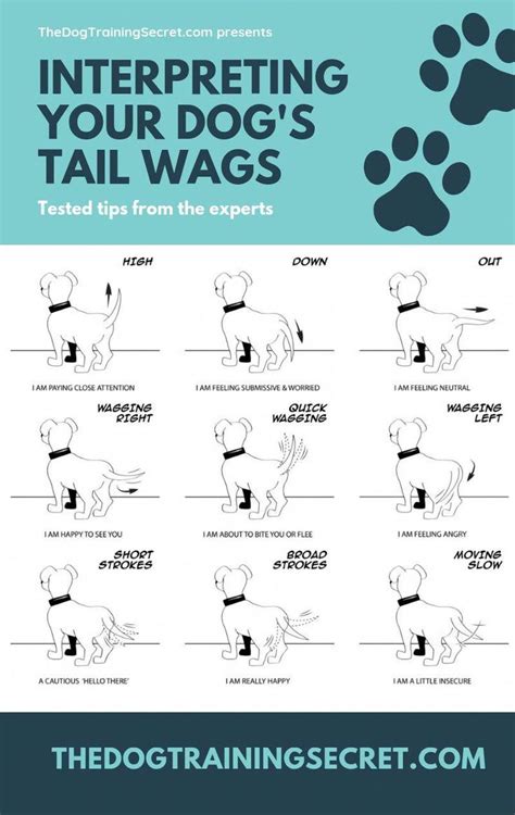 How To Read Dog Body Language