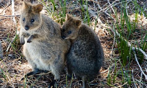 Australias 7 Cutest Marsupials And Where To Find Them Wanderlust