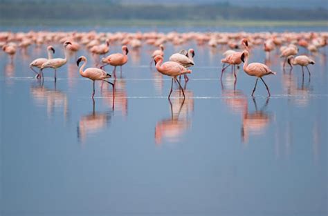 Lake Nakuru National Park Kenyan Destination Guide