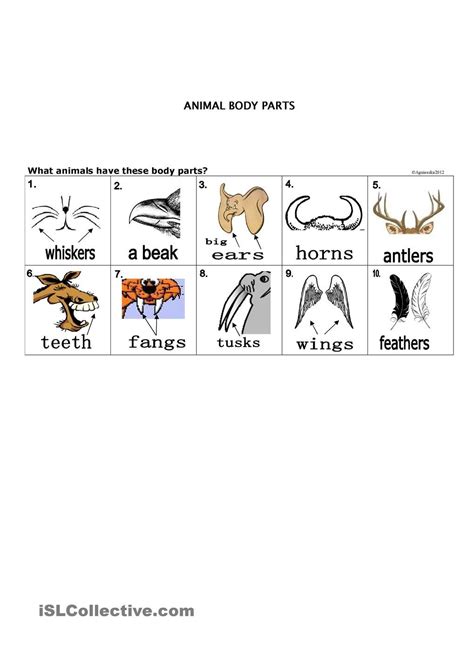 counting body parts worksheet counting body parts worksheets teaching