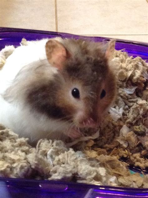My Cute And Soft Teddy Bear Hamster Named Oreo Bear Hamster Hamster