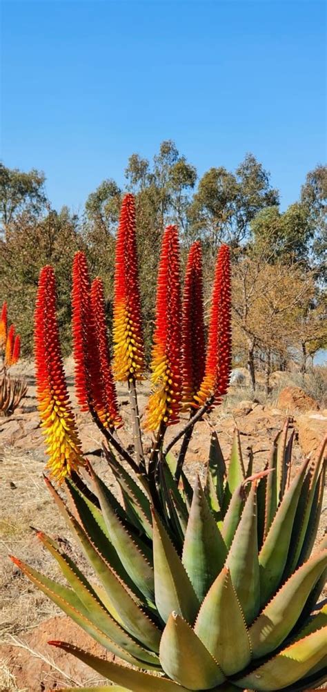 Aloe Hybrid In Flower Johans Hybrids Vaal Retreat July 2019 Aloe