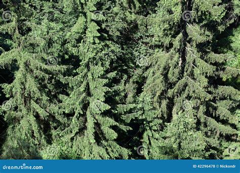 Green Pine As A Background Stock Photo Image Of Foliage 42296478