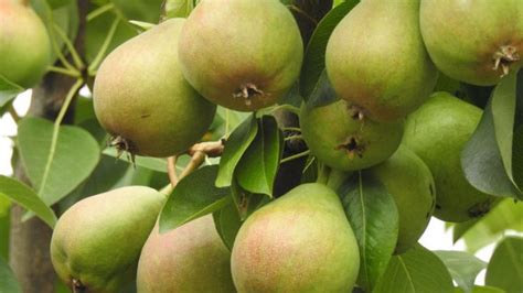 Doyenné Du Comice Pyrus Communis Pear Fruithof