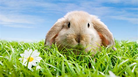 Wallpaper Cute Rabbit 1920x1080 Full Hd 2k Picture Image