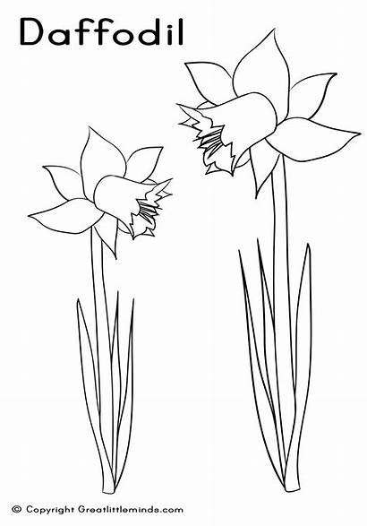 Daffodil Coloring Template Field Designlooter Templates