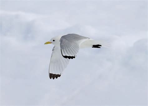 White Birds With Black Wing Tips Redlightingdigitalarttutorial