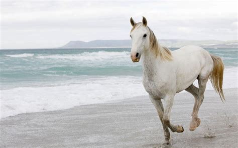 White Horse Running On Beach Wallpapers Wallpaper Cave