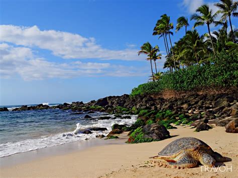 Laniakea Beach