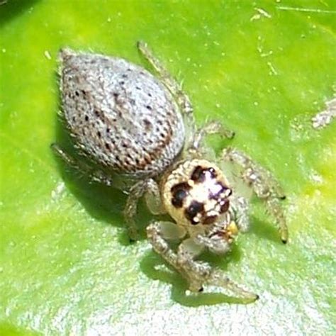 39 Common Spiders In Arizona Pictures And Identification