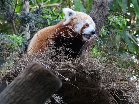 Press Room Feisty Red Panda Moves Into Giant Panda Forest