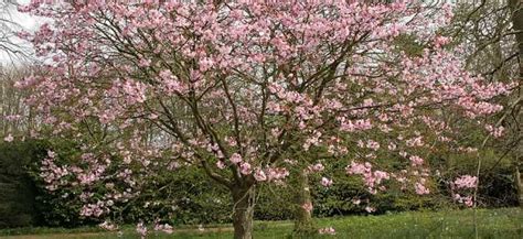 Pinks, purples and whites, oh my! 74 best Ornamental Trees for Zone 4 & 5 images on ...